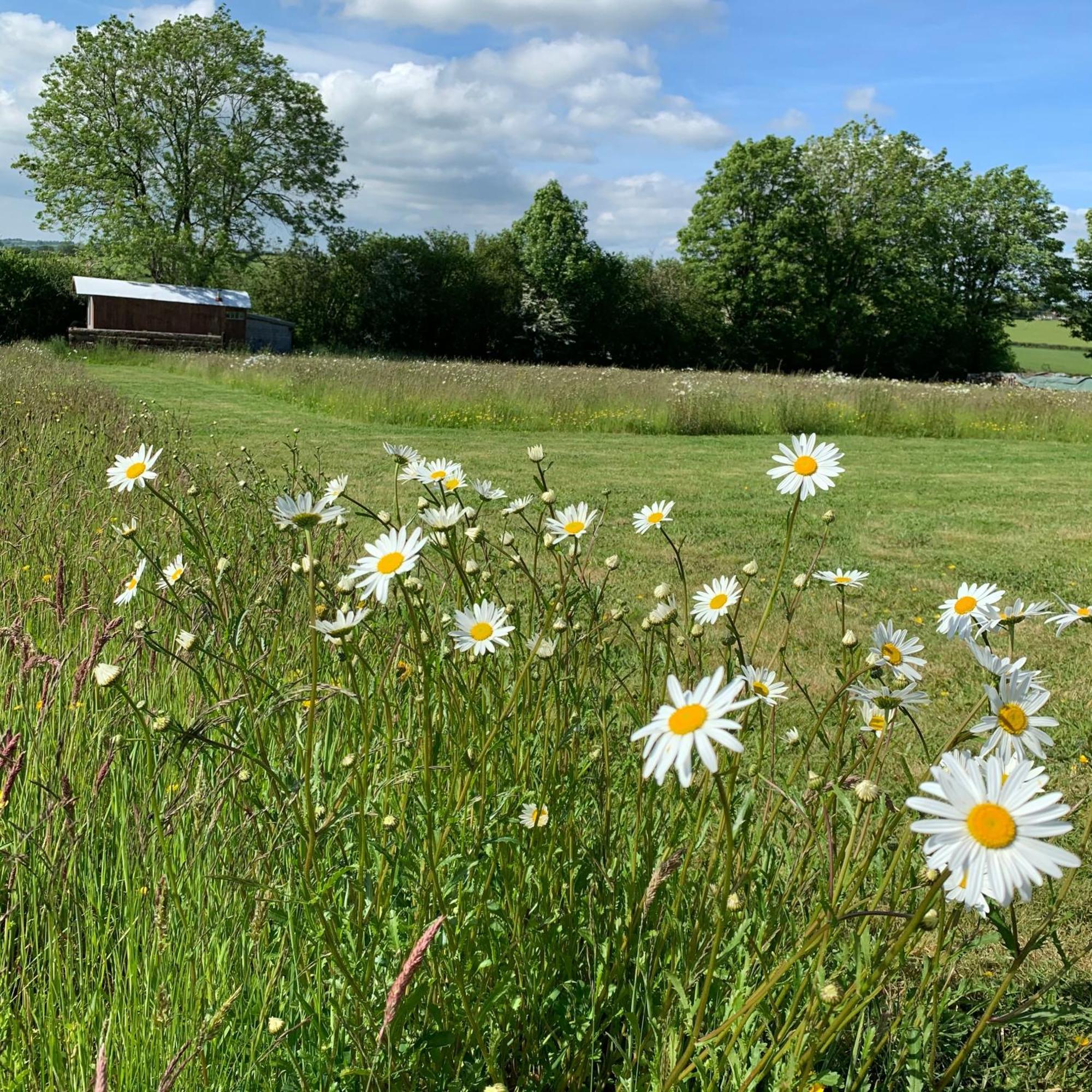 Ceridwen Glamping, Double Decker Bus And Yurts Hotel Llandysul Екстериор снимка